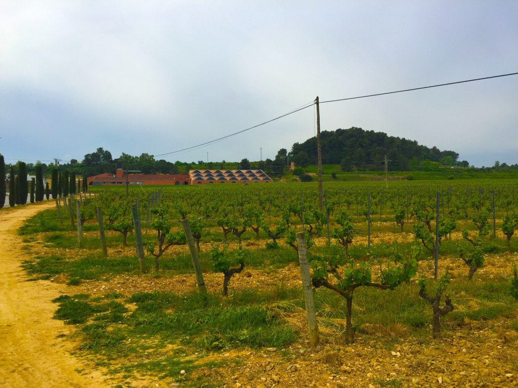 The winery building of Raventos i Blanc sits nestled beside the hills where some of its most treasured varietals grow.