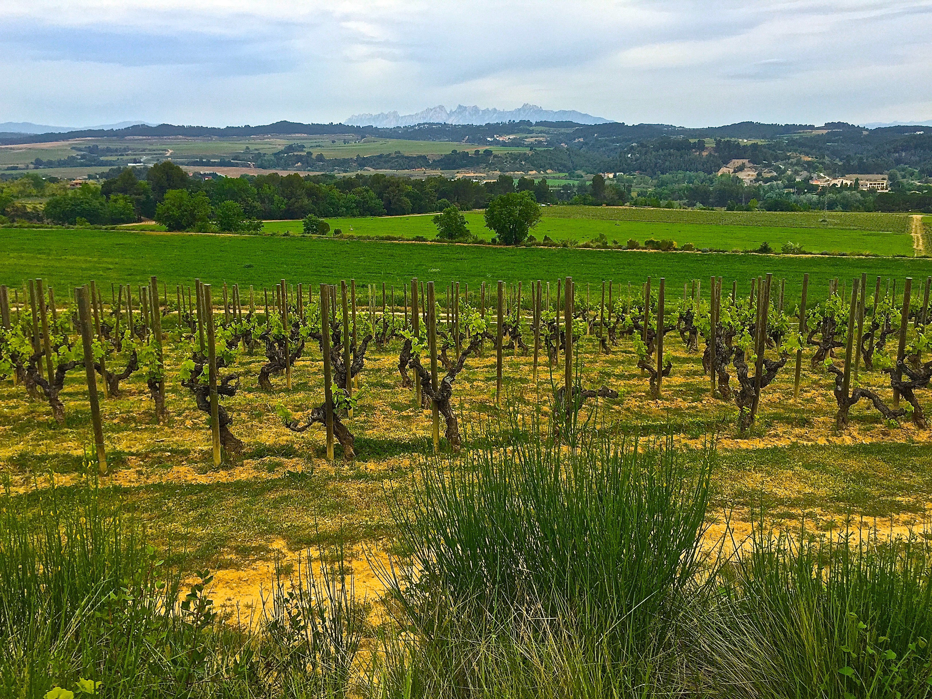 Get to Know Spanish Sparkling Wine Producer Raventós i Blanc